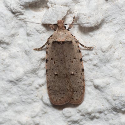 Agonopterix sp., HR, Jablanac