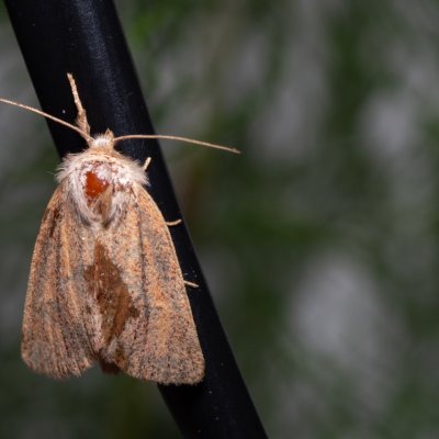 Denticucullus pygmina (travařka bažinná), Henčov
