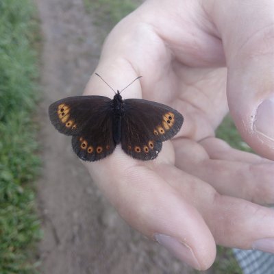 Erebia medusa (okáč rosíčkový), PR Uhliska