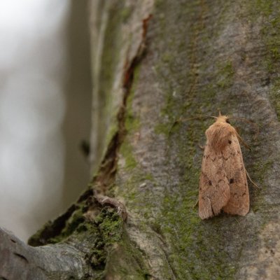 Agrochola macilenta (polnice buková), Kohoutovice