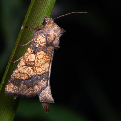 Gortyna flavago (šedavka diviznová), PP Bobrava