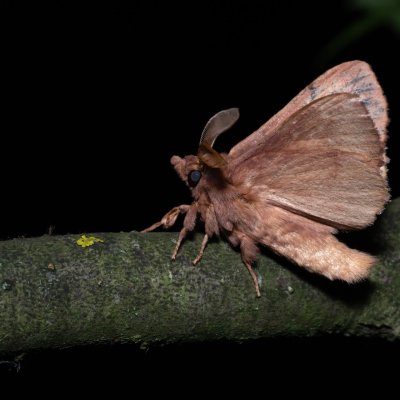 Euthrix potatoria (bourovec trávový), Hrabětice