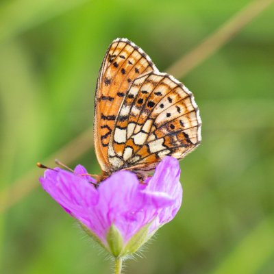 Brenthis hecate (perleťovec dvouřadý), NPR Čertoryje