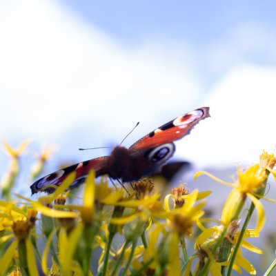 Aglais io (babočka paví oko), SK, u Rakytovských plies