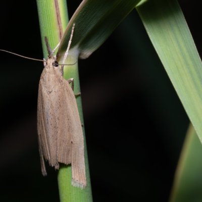 Chilo phragmitella (travařík rákosový), Hrabětice