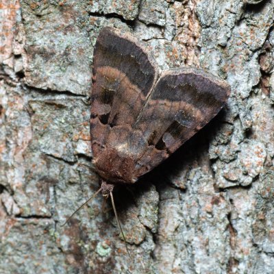 Xestia rhomboidea (osenice hluchavková), Žebětín