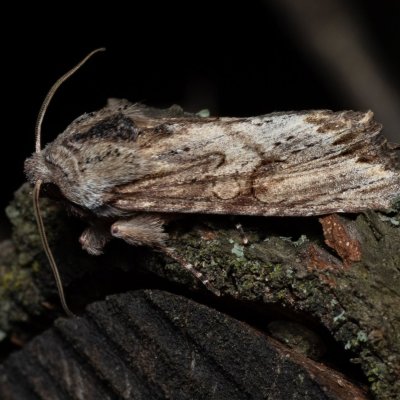 Egira conspicillaris (můra trávová), PP Kavky