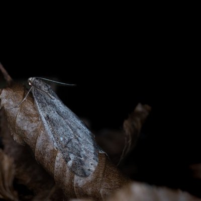 Alsophila aescularia (hedvábnice jarní), Žebětín