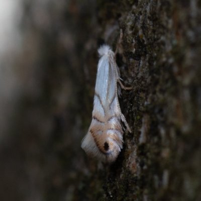 Phyllonorycter heegeriella (-), Podkomorské lesy, Kopeček