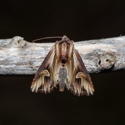 Actinotia polyodon (blýskavka půvabná), NPR Slanisko u Nesytu