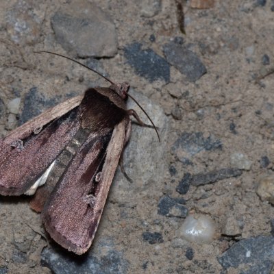 Ochropleura plecta (osenice čekanková), Hády