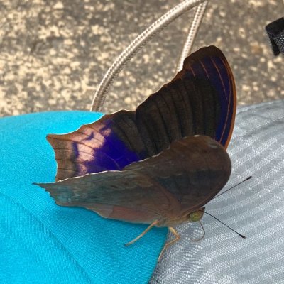 Terinos atlita (-), TH, Khao Sok