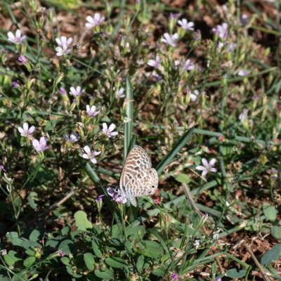 Leptotes pirithous (modrásek tažný), HR, Jablanac