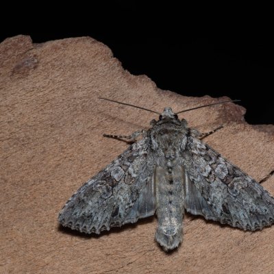 Polia nebulosa (můra jitrocelová), NPP Stránská skála