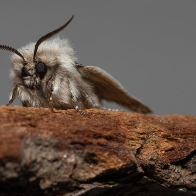 Dyspessa ulula (drvopleň cibulový), NPP Stránská skála