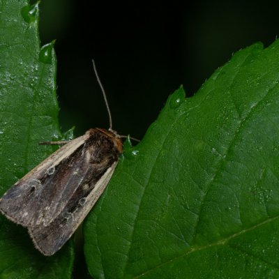 Ochropleura plecta (osenice čekanková), PP Augšperský potok