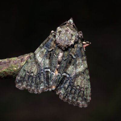 Polyphaenis sericata (blýskavka žlutokřídlá), PR Svatý kopeček