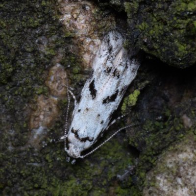 Stenolechiodes pseudogemmellus (-), Podkomorské lesy