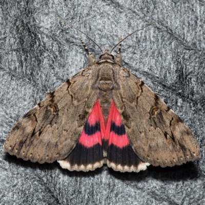 Catocala electa (stužkonoska vrbová), Kývalka