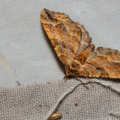 Pelurga comitata (píďalka mochnová), NPR Slanisko u Nesytu