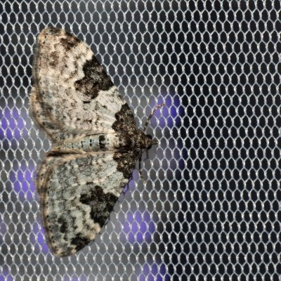 Xanthorhoe fluctuata (píďalka křenová), PP Velké Družďavy