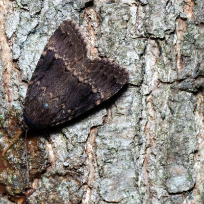 Amphipyra pyramidea (blýskavka ořešáková), Žebětín