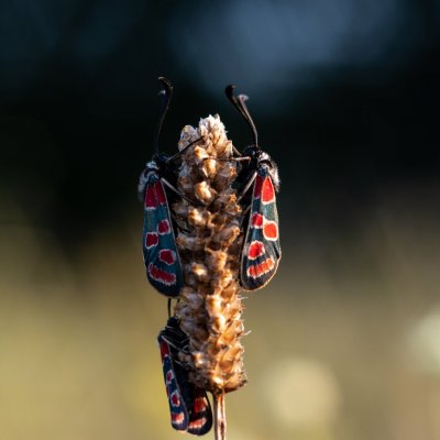 Zygaena carniolica (vřetenuška ligrusová), PR Kamenný vrch