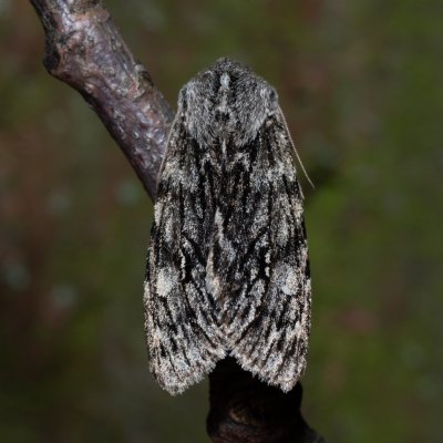 Brachionycha nubeculosa (dřevobarvec jarní), Podkomorské lesy, Kopeček
