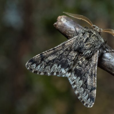 Apocheima hispidaria (drsnokřídlec dubový), Žebětín