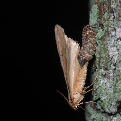 Alsophila aceraria (hedvábnice podzimní), Žebětín