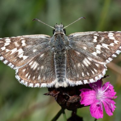 Pyrgus carthami (soumračník proskurníkový), PR Biskoupský kopec