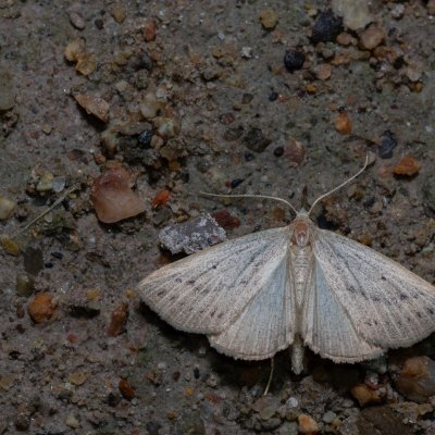 Macrochilo cribrumalis (žlutavka bahenní), Hády - Ruženin lom