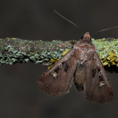 Euxoa obelisca (osenice stepní), Hrušovany u Brna