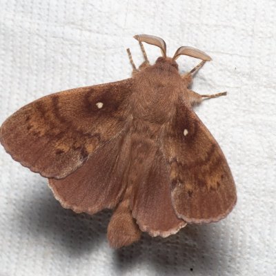 Dendrolimus pini (bourovec borový), Augšperský potok