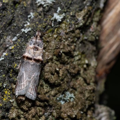 Trachonitis cristella (-), Lysá hora u Ochozu