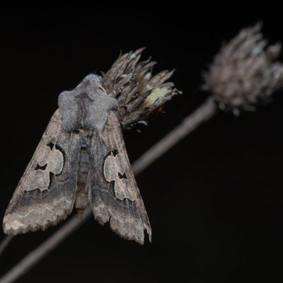 Perigrapha i-cinctum (můra ozdobná), Hády