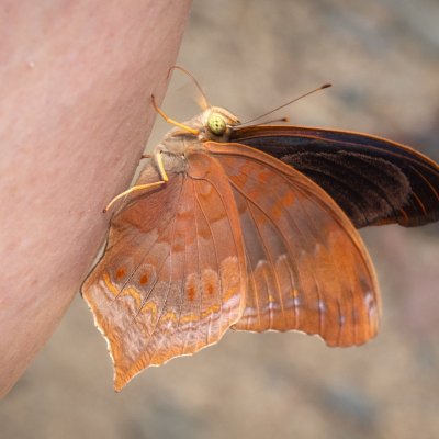 Terinos atlita (-), TH, Khao Sok