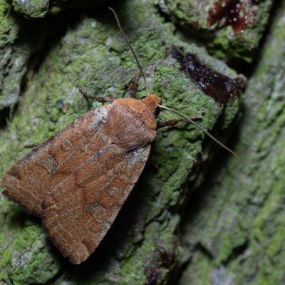 Conistra erythrocephala (zimovnice rudohlavá), Kývalka