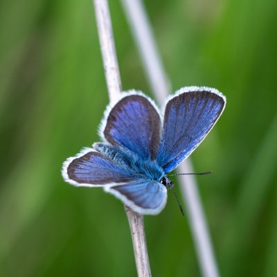 Plebejus argus (modrásek černolemý), Podkomorské lesy