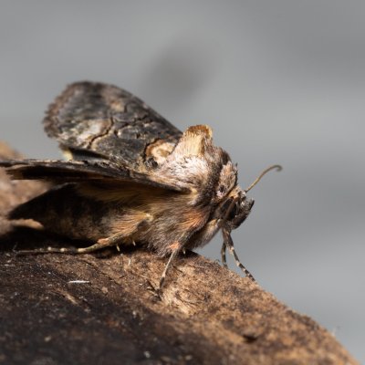 Abrostola sp., Hády - lesní lom