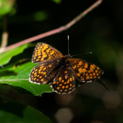 Melitaea athalia (hnědásek jitrocelový), Žebětín