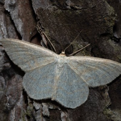Scopula ternata (vlnopásník borůvkový), NPR Radostínské rašeliniště