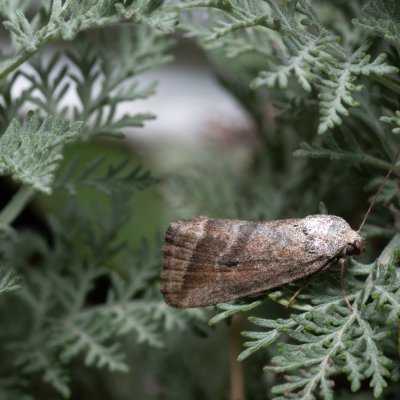 Phyllophila obliterata (světlopáska pelyňková), NPP Pouzdřanská step - Kolby