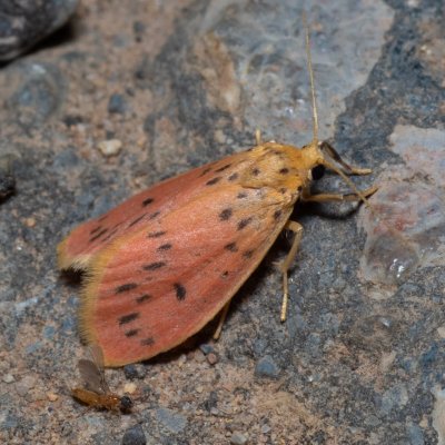 Miltochrista parallelina (-), TH, Khao Sok