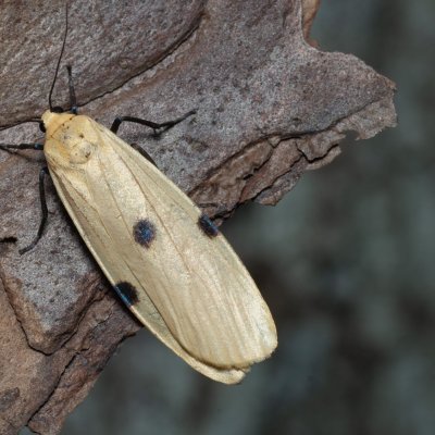 Lithosia quadra (lišejníkovec čtveroskvrnný), Žebětín