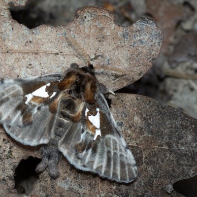 Spatalia argentina (hřbetozubec stříbroskvrnný), Žebětín