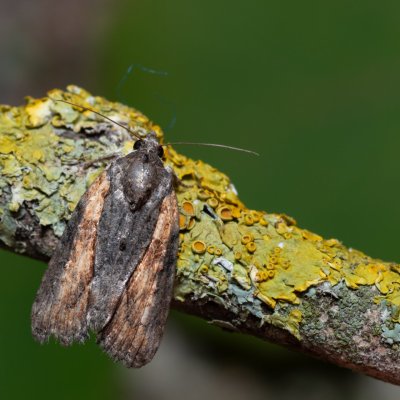 Bryophila raptricula (šípověnka hnědá), Hády