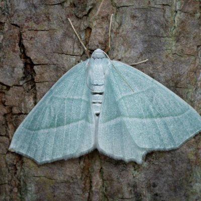 Campaea margaritaria (běločárník habrový), Augšperský potok