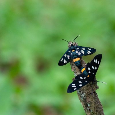 Amata phegea (běloskvrnáč pampeliškový), Žebětín