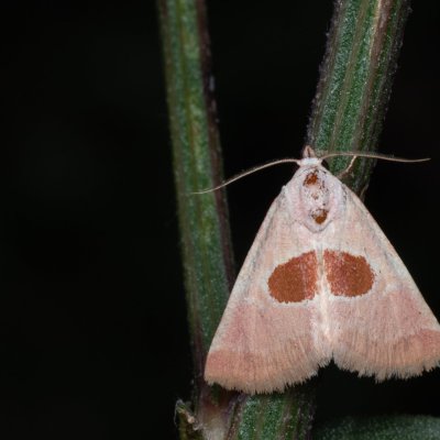 Calymma communimacula (světlopáska červcová), PP Na cvičišti